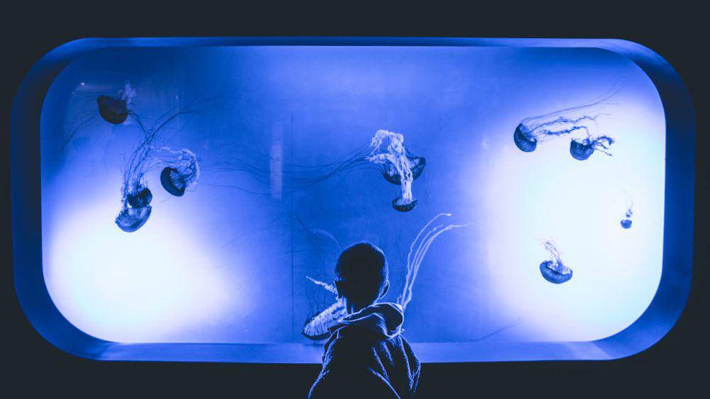 ilustrasi aquarium (pexels.com/Jeswin Thomas)