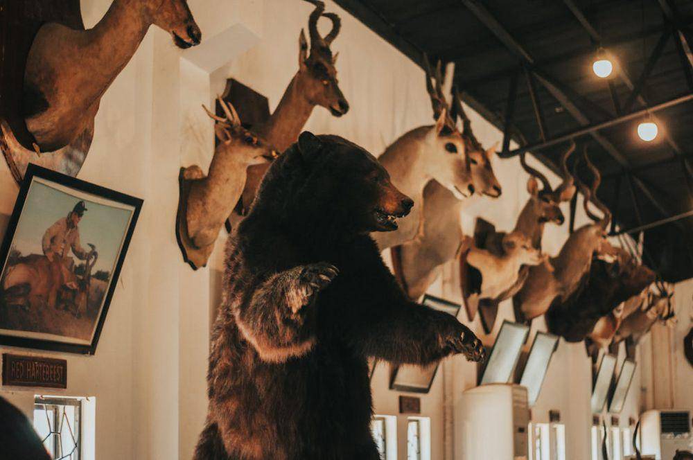 ilustrasi museum satwa (pexels.com/Thegiansepillo)