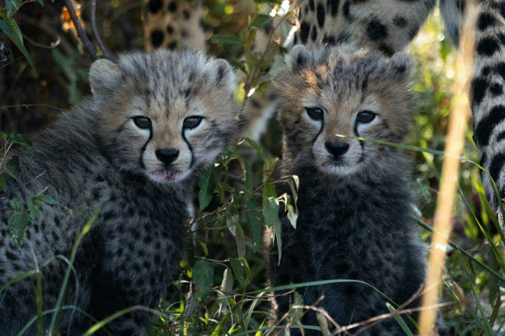 13 Fakta Menarik Cheetah, Mamalia Darat Tercepat di Planet Bumi