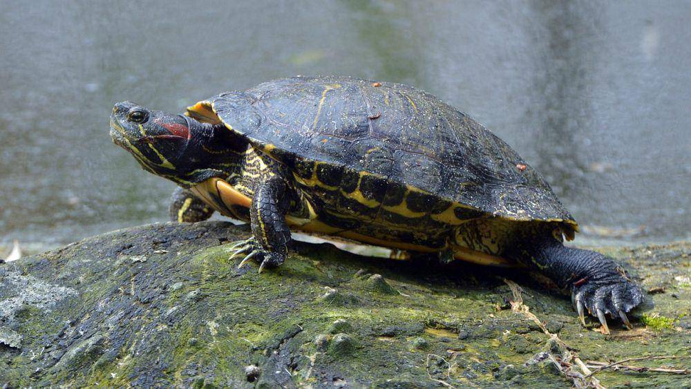 Red-eared slider (pixabay.com/Dieter Seibel)