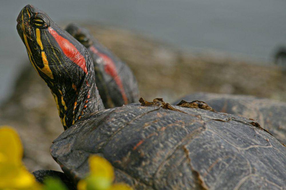 Red-eared slider (pixabay.com/Filio)
