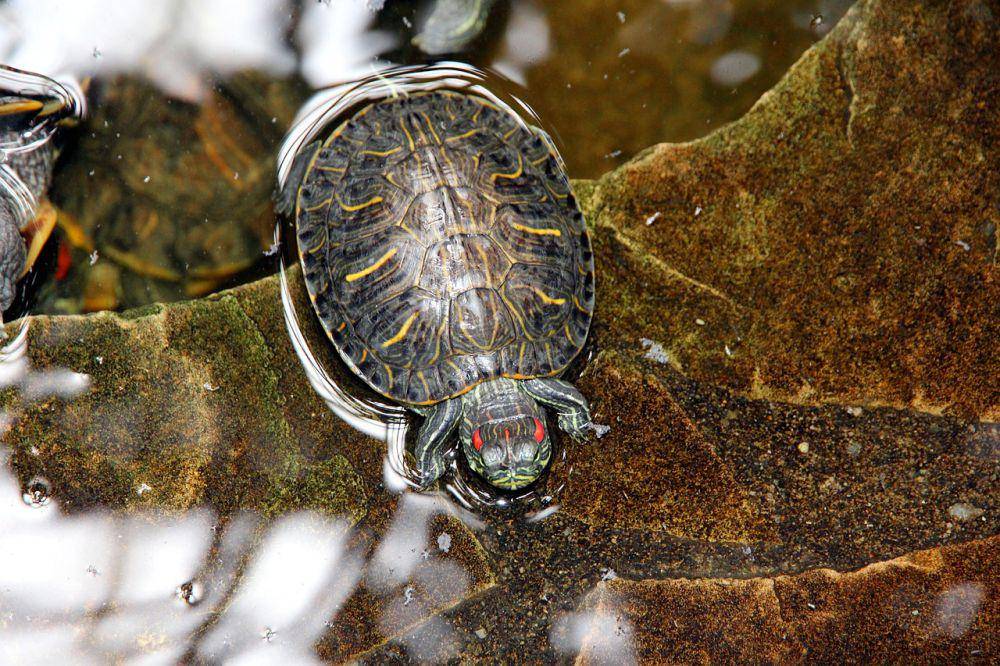 Red-eared slider (pixabay.com/Светлана