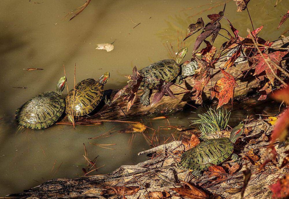 Red-eared slider (pixabay.com/JamesDeMers)