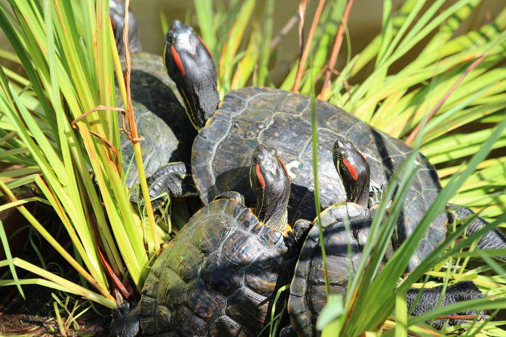 Red-eared slider (pixabay.com/Светлана)