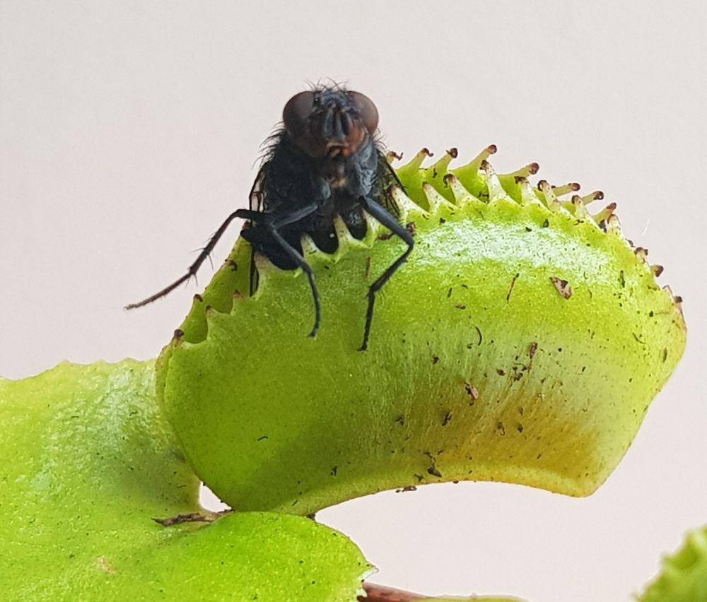 Tumbuhan Venus Flytrap (pixabay.com/Jemma Liggett)