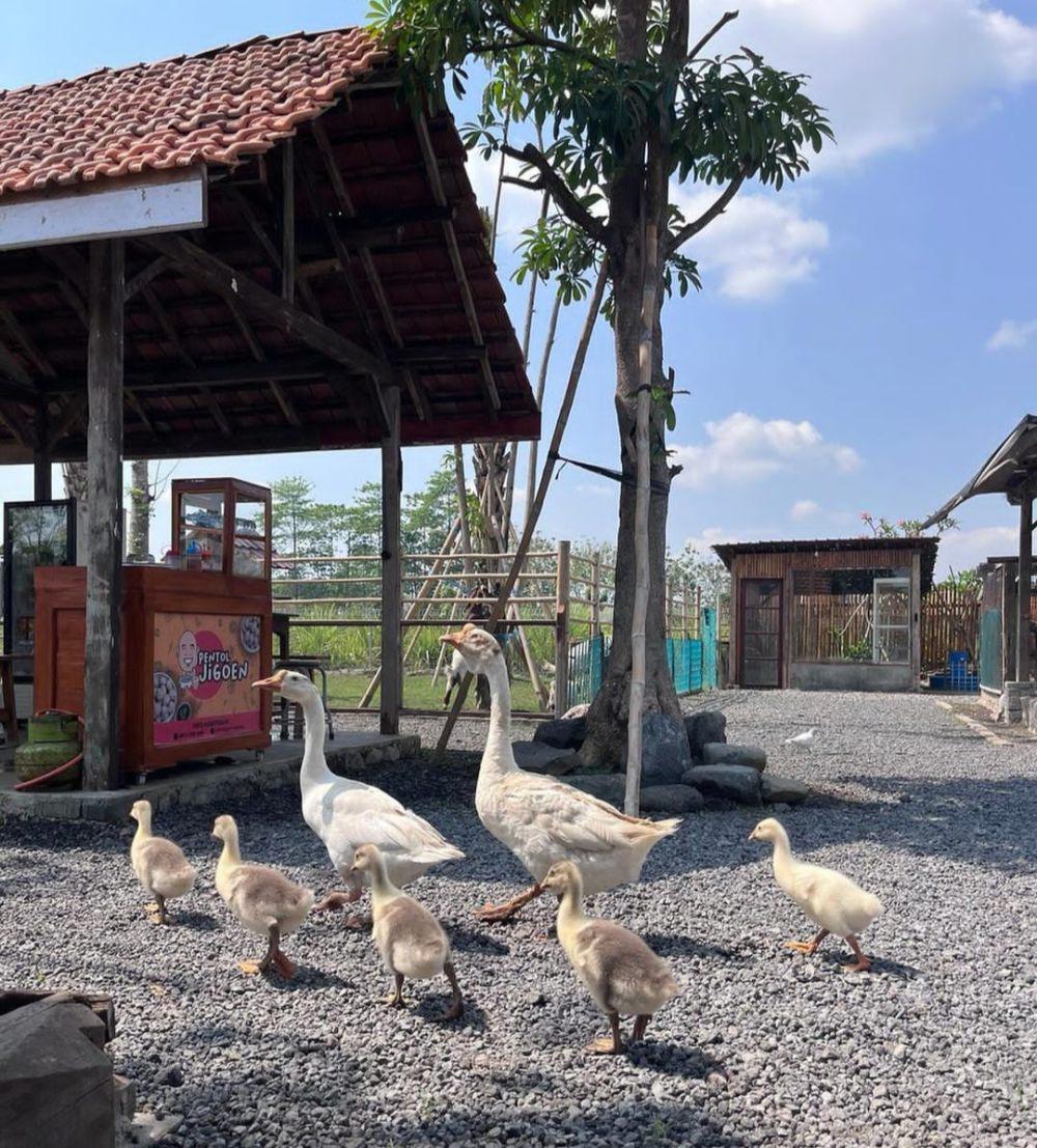 Wisata Sui Farm  Malang: Lokasi, Aktivitas, dan Fasilitasnya