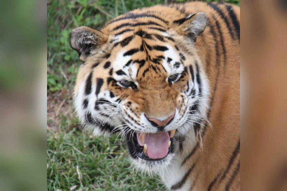 ilustrasi harimau siberia di Kebun Binatang Louisville (commons.wikimedia.org/Ltshears)
