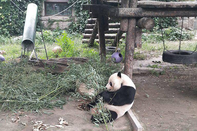 potret panda Gu Gu (commons.wikimedia.org/Vikarna)