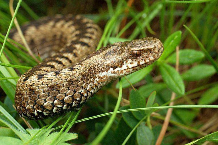 common European adder atau ular beludak kutub utara di Austria (commons.wikimedia.org/Frank Vassen)