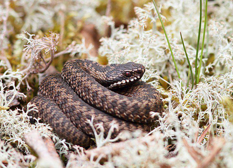 common European adder atau ular beludak kutub utara berusia remaja (commons.wikimedia.org/Bouke ten Cate)