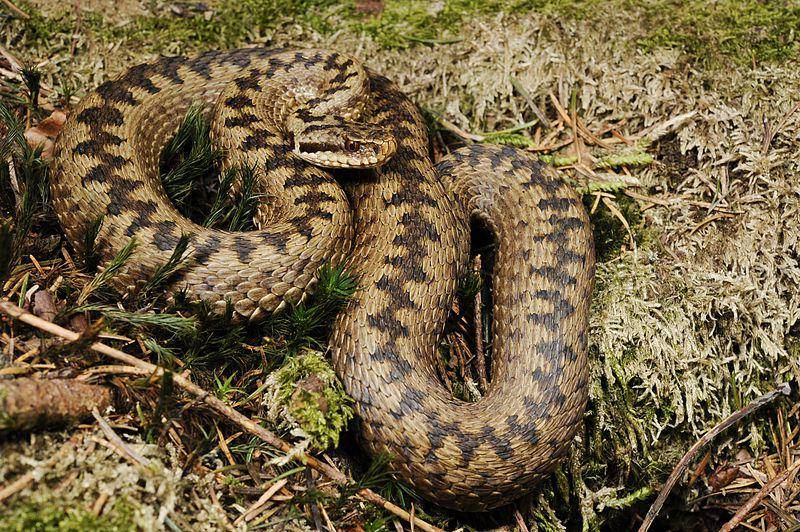 tampak sekujur tubuh common European adder atau ular beludak kutub utara (commons.wikimedia.org/Benny Trapp)