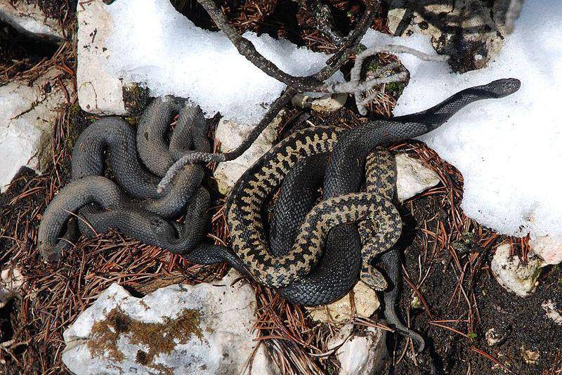 sekumpulan common European adder atau ular beludak kutub utara di Austria (commons.wikimedia.org/Tigerente)