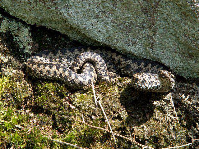 common European adder atau ular beludak kutub utara terlihat berjemur (commons.wikimedia.org/John Fielding)