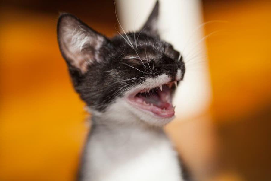 apakah kucing bisa rabies