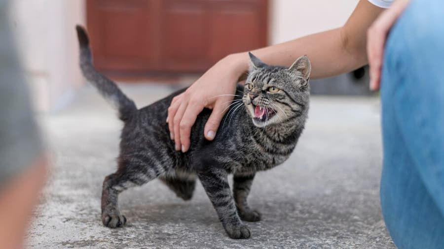 kucing rabies