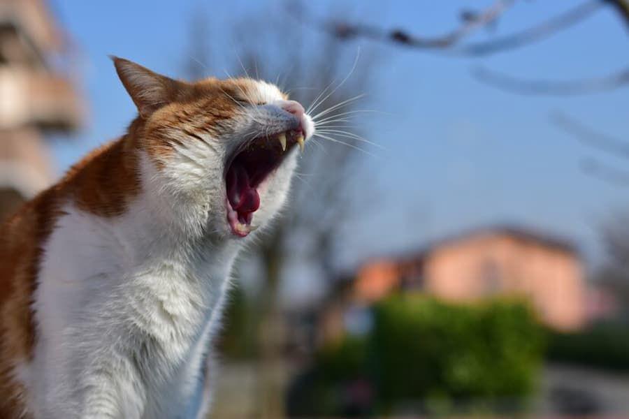 Apakah Kucing Bisa Rabies? Ini Fakta dan Tandanya