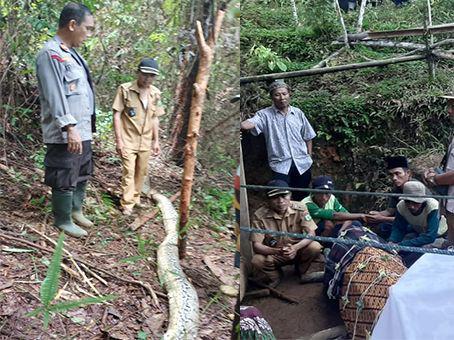 Seorang Wanita di Luwu Tewas Ditelan Ular Piton saat Hendak Beli Obat