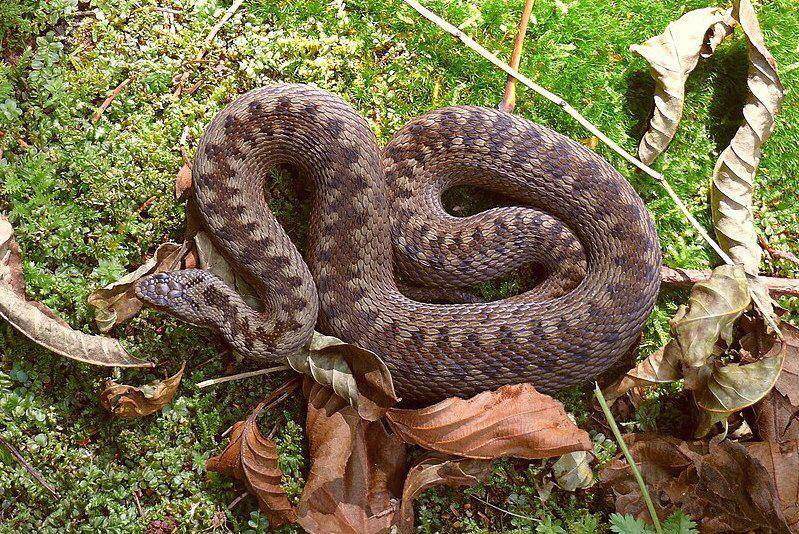tampak sekujur tubuh common European adder atau ular beludak kutub utara betina (commons.wikimedia.org/Guntram Deichsel)