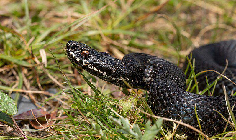 tampak dekat common European adder atau ular beludak kutub utara (commons.wikimedia.org/Maurizio.amendolia)