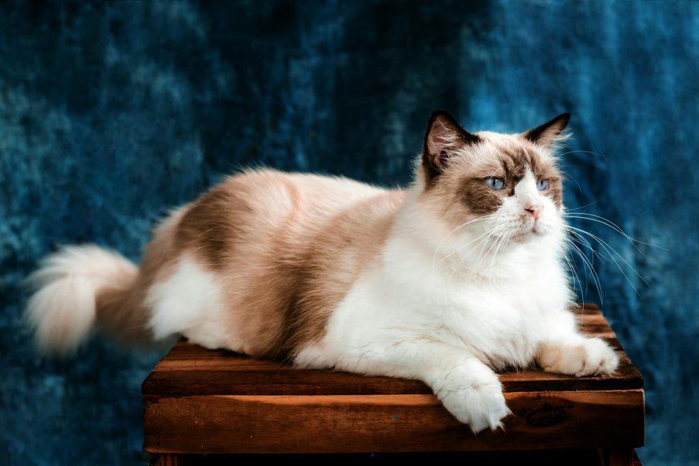 7 Ras Kucing dengan Umur Pendek, Punya Risiko Masalah Kesehatan