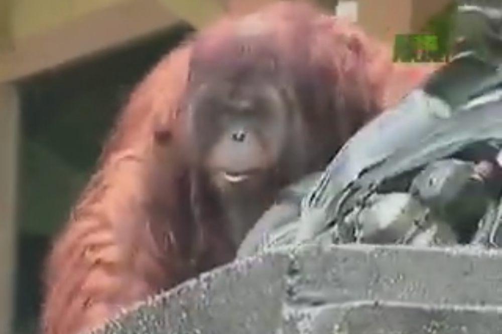 Viral Orangutan Setinggi Rumah, Ini Penjelasan BKSDA Kaltim