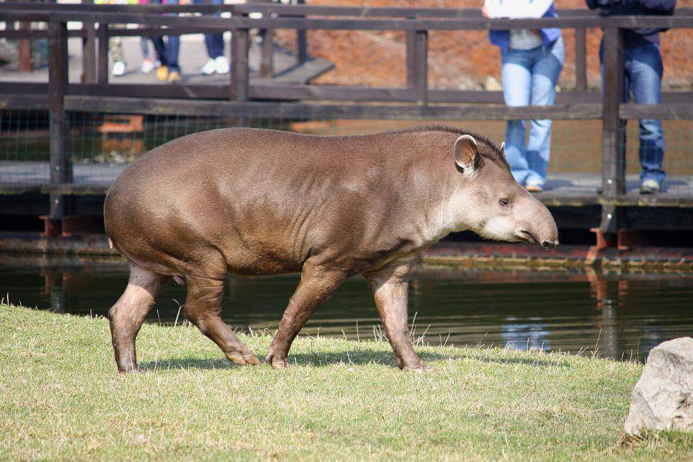 ilustrasi tapir dataran rendah (Tapirus terrestris) di Kebun Binatang Poznań (commons.wikimedia.org/Bardrock)