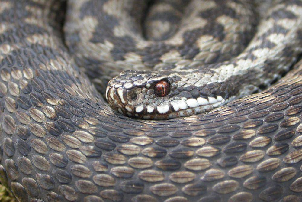tampak dekat common European adder atau ular beludak kutub utara (commons.wikimedia.org/Zdeněk Fric)