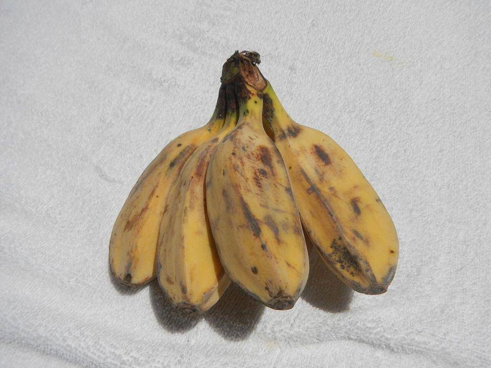 ilustrasi pisang kepok (commons.wikimedia.org/Judgefloro)
