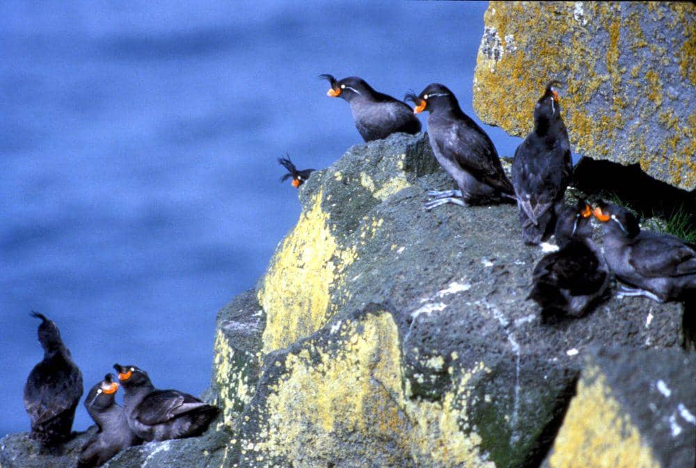 Crested auklet (commons.m.wikimedia.org/Josh Keaton NOAA/NMFS/AKRO/SFD)