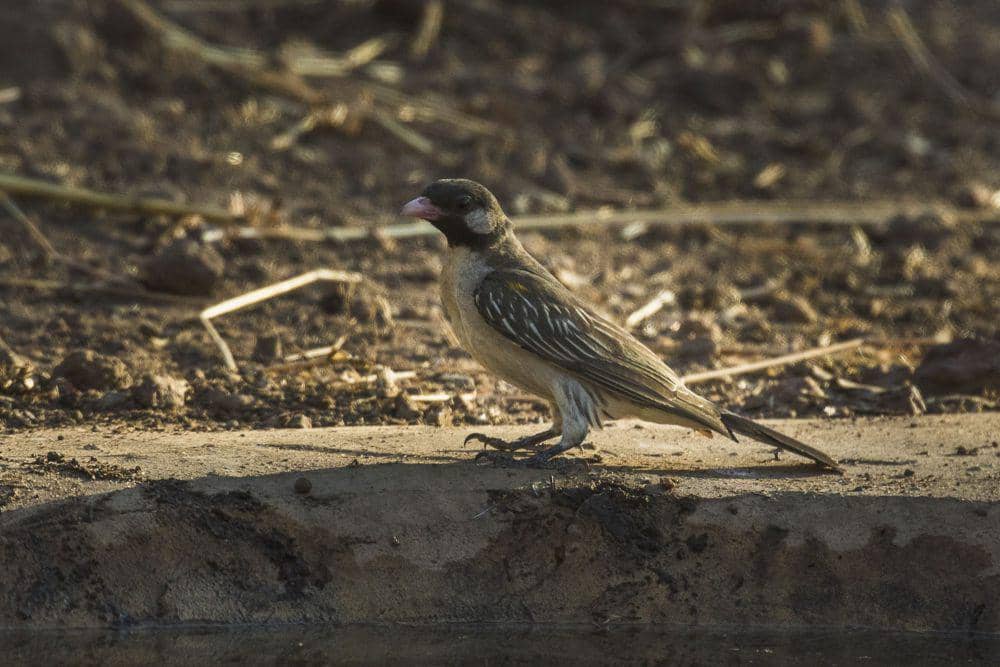 Greater honeyguide (commons.m.wikimedia.org/Francesco Veronesi)