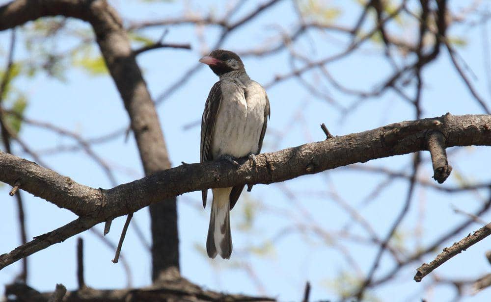 6 Fakta Greater Honeyguide, Mengenali Panggilan Khusus dari Manusia