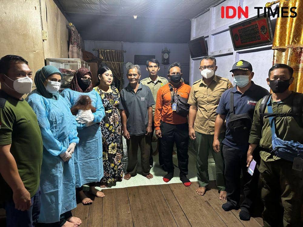 Serahterima orangutan dari warga ke BKSDA Kalbar. (IDN Times/istimewa).