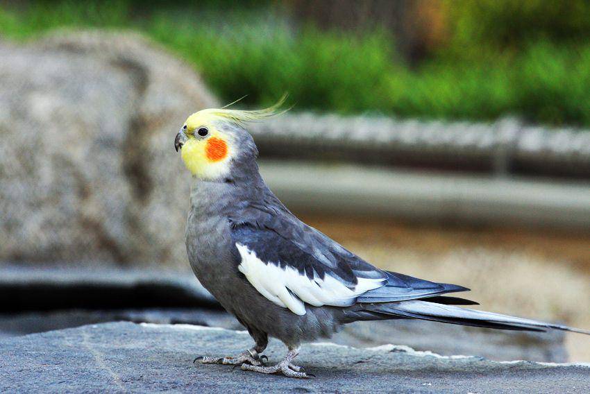 ilustrasi cockatiel (commons.wikimedia.org/Zefry)