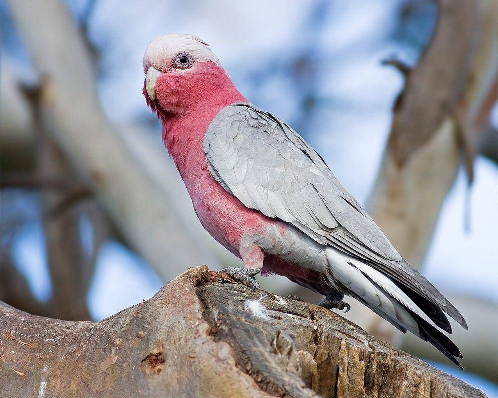 ilustrasi galah (commons.wikimedia.org/JJ Harrison)