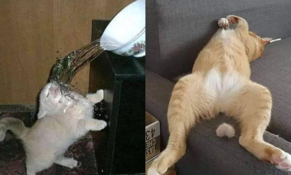 12 Potret Kucing Kena Karma Instan, Kasihan tapi Bikin Terpingkal!