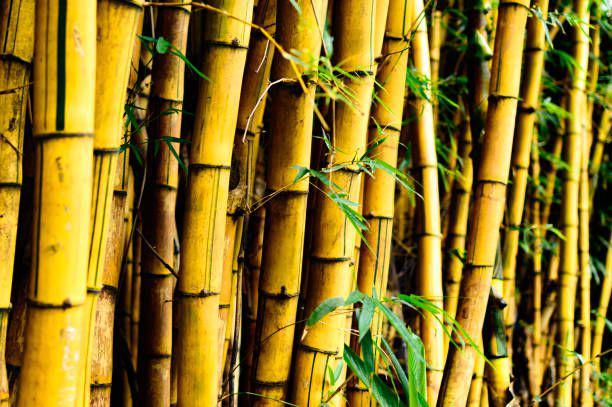 5 Fakta Unik Tanaman Bambu Kuning, Ramah Lingkungan!