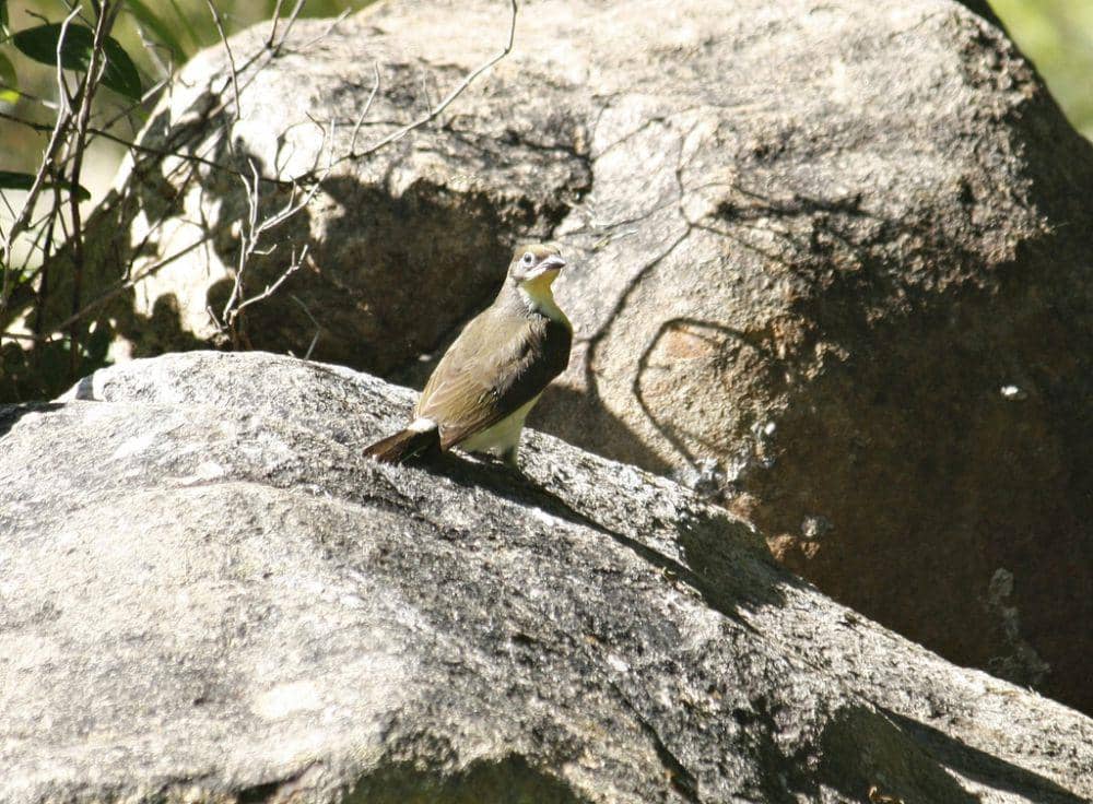 Greater honeyguide (inaturalist.org/Kelly Abram)