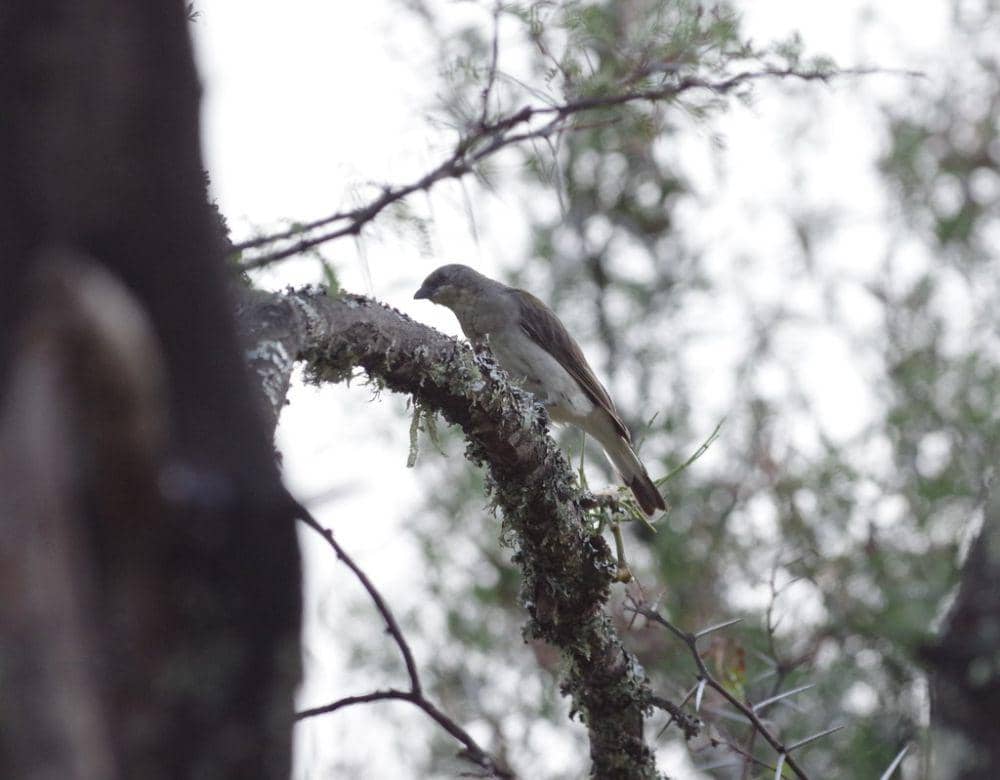 Greater honeyguide (inaturalist.org/Thibaud Aronson)