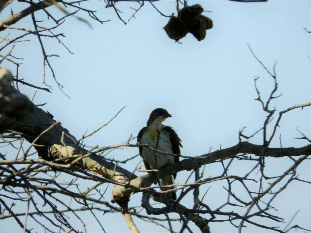Greater honeyguide (inaturalist.org/Noeleen du Toit)