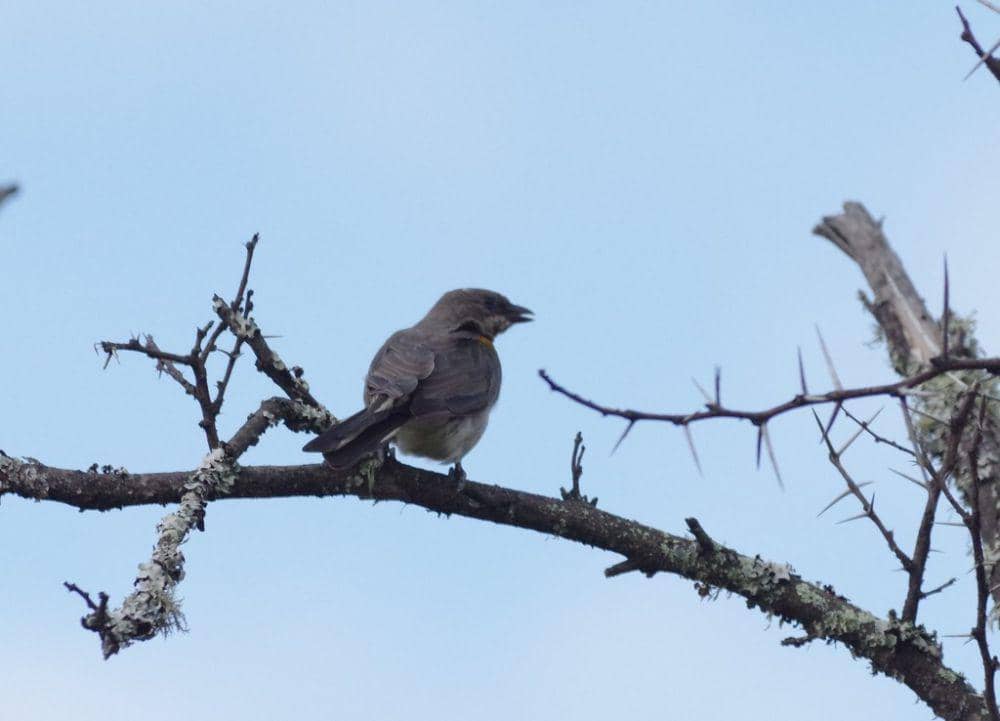 Greater honeyguide (inaturalist.org/Thibaud Aronson)