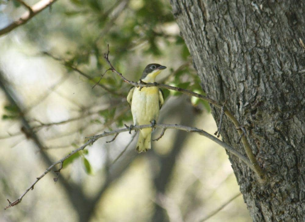 Greater honeyguide (inaturalist.org/Kelly Abram)