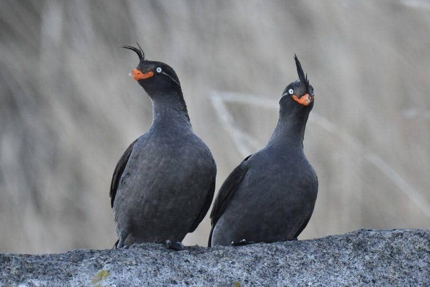 6 Fakta Crested Auklet, Bulunya Mengeluarkan Aroma Menyengat