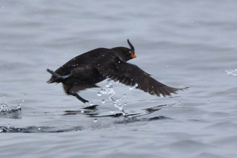 Crested auklet (inaturalist.org/Лариса Артемьева)