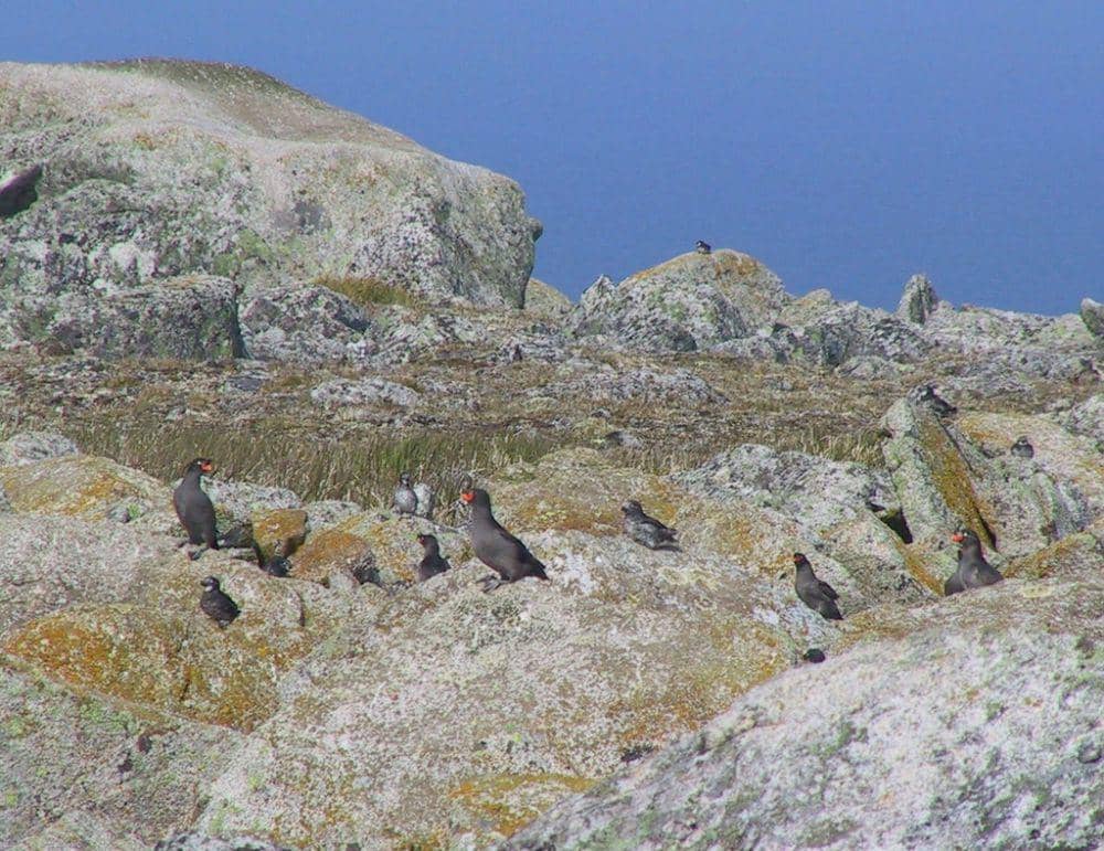 Crested auklet (inaturalist.org/Robert Webster)