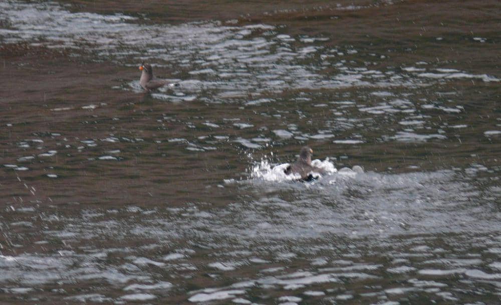 Crested auklet (inaturalist.org/Robert Webster)