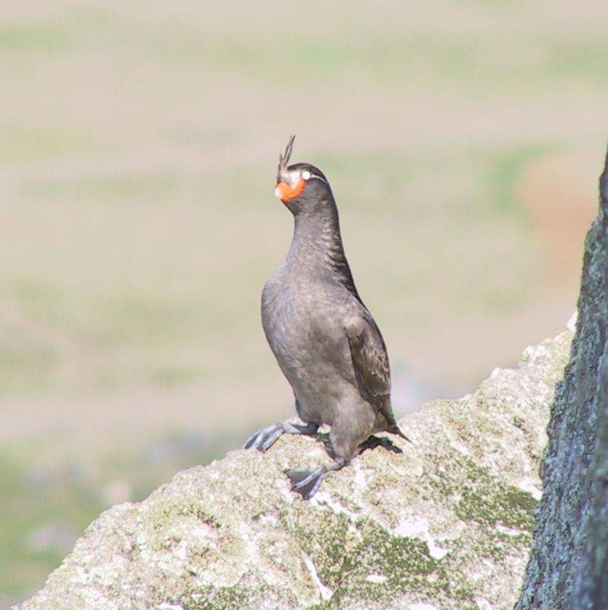 Crested auklet (inaturalist.org/Robert Webster)