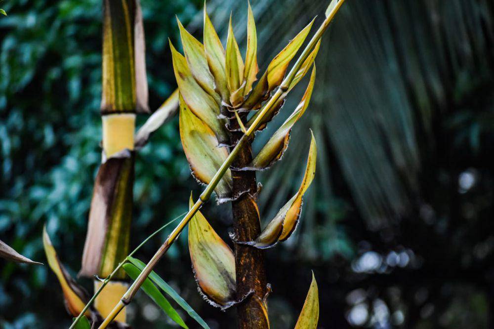 tunas bambu(pexels.com/ Nish Neo)