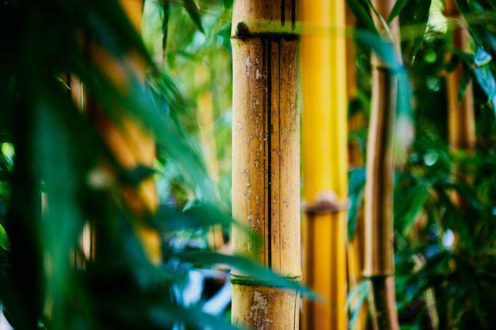 bambu kuning mencolok(pexels.com/Suki Lee)