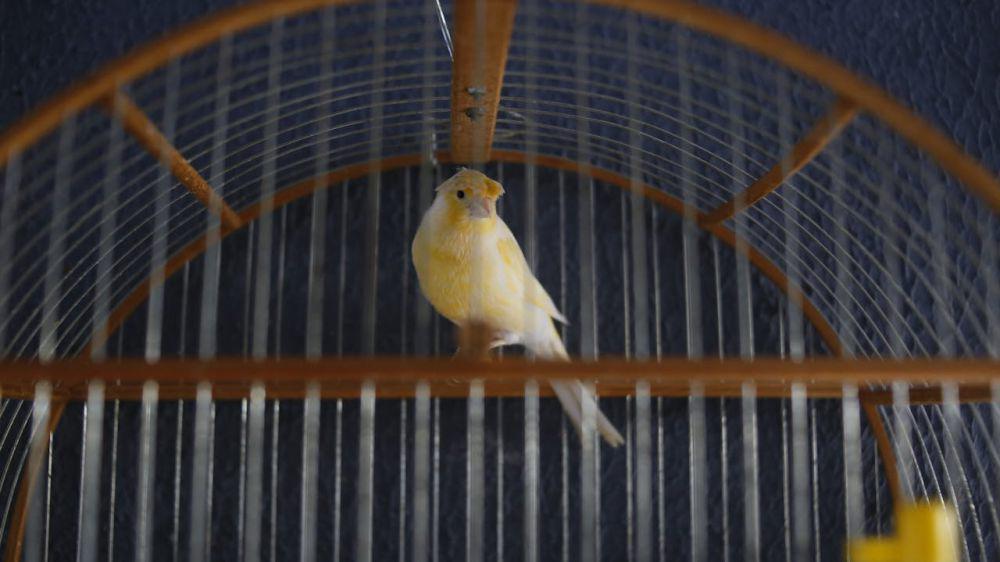 5 Tips Perawatan Burung Kenari Nyilet Kurus, Segera Sembuhkan