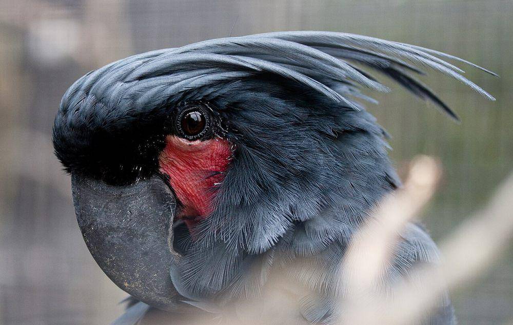 ilustrasi kakatua hitam besar (commons.wikimedia.org/Tograph.co.uk)